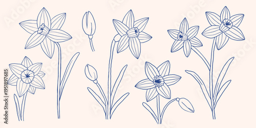 Vector set of elegant daffodil line art flowers and buds in navy outline. Hand drawn narcissus spring floral illustration perfect for branding, packaging, wedding invite, pattern and botanical decor.