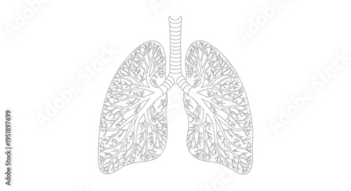 Vector illustration of human lungs with trachea