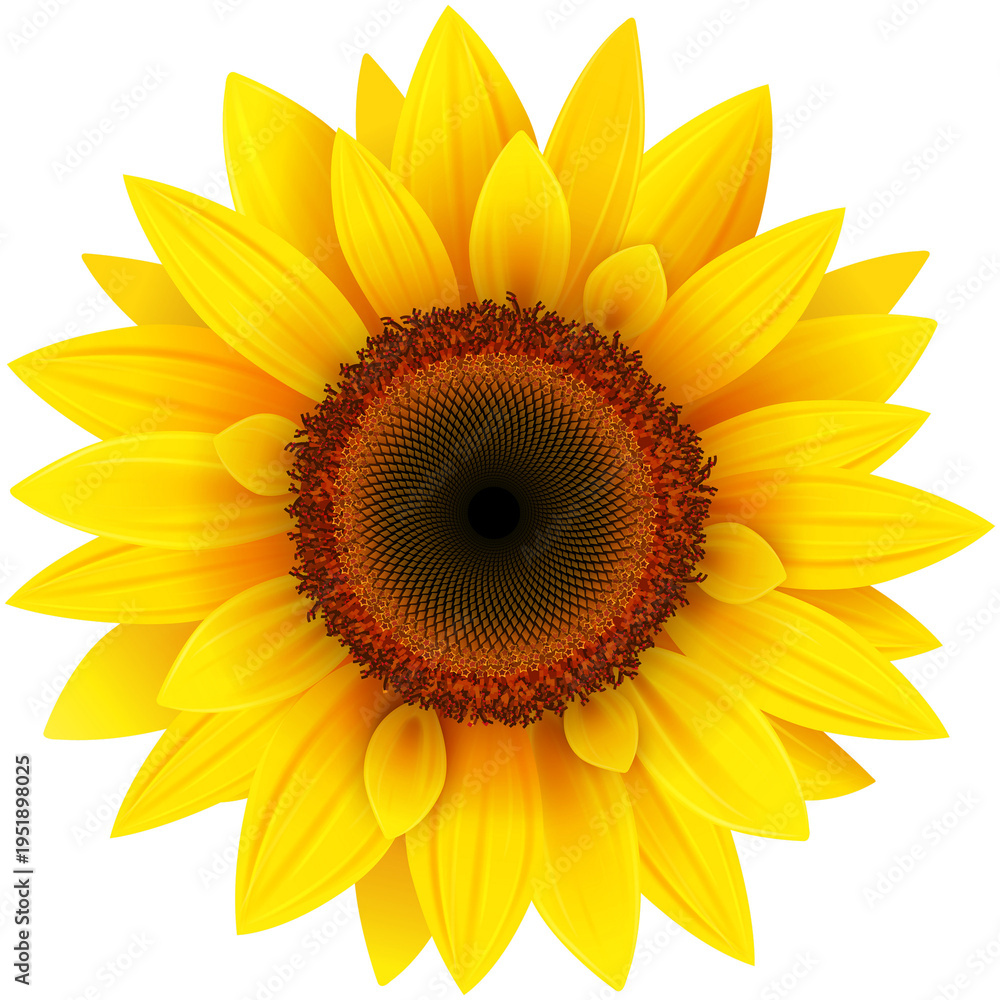 Obraz premium sunflower isolated on white