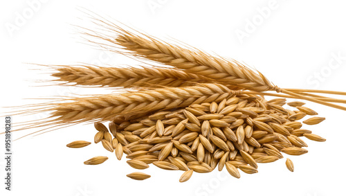 Bild auf Leinwand Golden barley grains and ripe ears, a natural harvest of cereal crops, perfectly