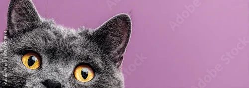 Obraz Close up of a grey cat with yellow eyes on a purple background