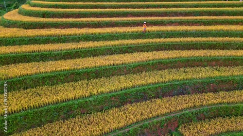 Drone flying over golden rice terraces with a tourist walking