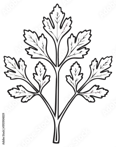 Parsley Leaf Botanical Illustration Black and White