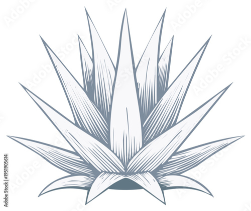 Stylized Agave Plant Illustration Detailed Line Art Tropical Succulent Botanical Sketch