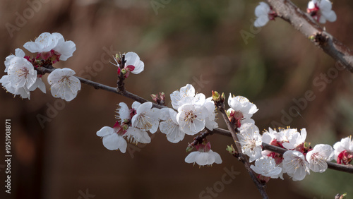 Pink almond blossom branch in spring