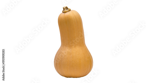 Obraz na płótnie Fresh organic butternut squash, a healthy autumn vegetable, perfectly isolated P