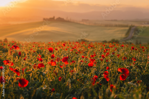 Konstfotografi A stunning field of red poppies (Papaver rhoeas) dancing in the wind against the backdrop of the Italian countryside
