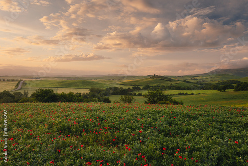 A stunning field of red poppies (Papaver rhoeas) dancing in the wind against the backdrop of the Italian countryside. A symbol of spring rebirth and natural elegance.