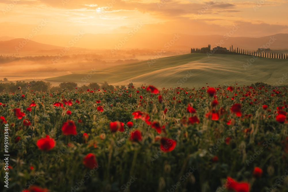 Fototapeta premium A stunning field of red poppies (Papaver rhoeas) dancing in the wind against the backdrop of the Italian countryside. A symbol of spring rebirth and natural elegance.