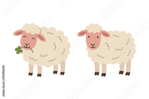 Set of cute white sheep eating clover and standing flat illustration scandinavian style