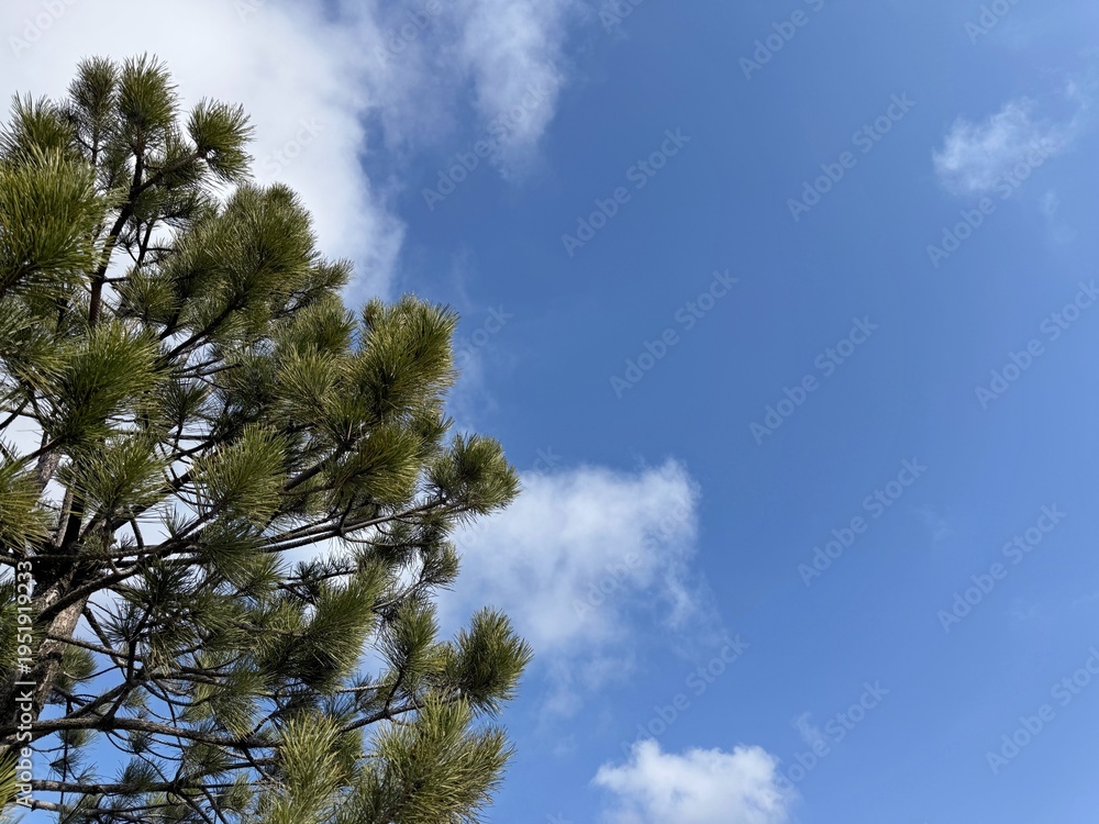 Obraz premium Pine tree against blue sky.
