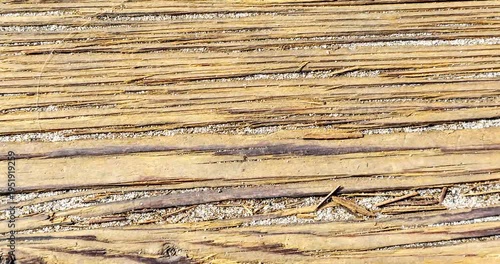 Closeup texture of wood grain 