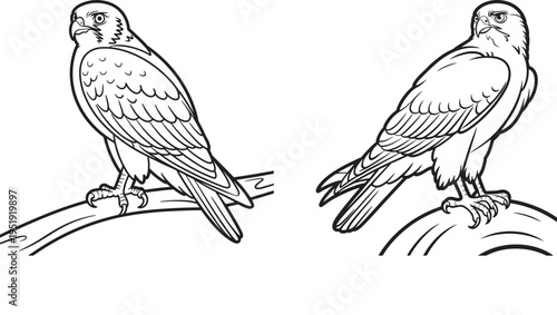 Vector illustration of two birds of prey perched on branches, detailed linework art, bird illustration, falcon vector