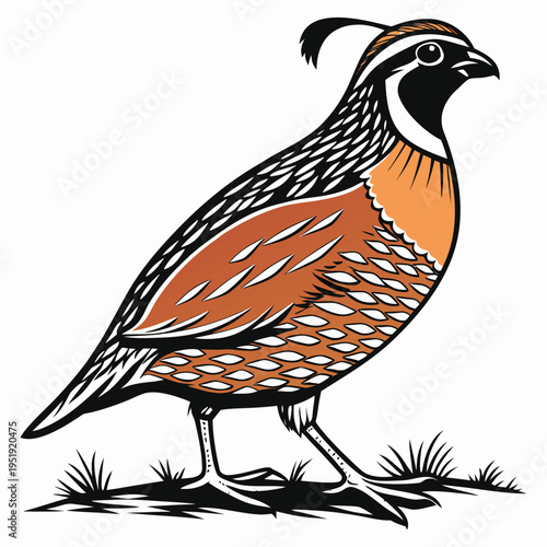 California quail bird illustration