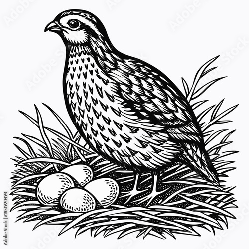 Hand drawn illustration of a quail bird sitting on a nest with eggs in grass
