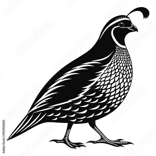 California quail bird illustration black and white vector graphic