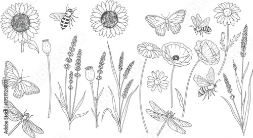 Wildflower Meadow Hand Drawn Line Art Vector Set with Sunflower, Poppy, Lavender, Daisy, Butterfly, Bee and Dragonfly