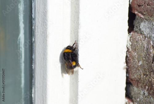 Queen Bumblebee species in the Bombus lucorum-complex. Resting on white window frame. Spring. March, Netherlands