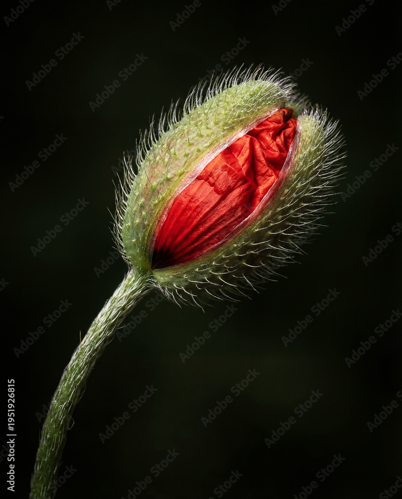 Obraz premium Detail of red poppy on a black background