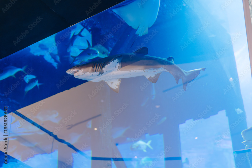 Fototapeta premium Shark swimming in a large aquarium tank with blue water and reflections, surrounded by various fish and underwater scenery in a public display setting