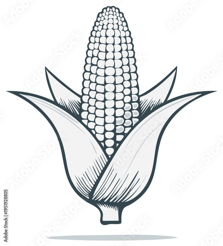 Corn Cob Vector Graphic with Leaves, Edible Maize Ear for Harvest Designs