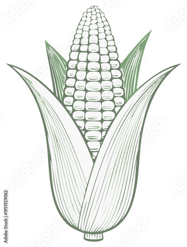 Illustration of a Fresh Ear of Corn with Husk and Leaves in a Vintage Engraved Style