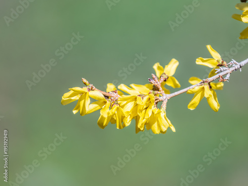 Forsythia. Blooming forsythia bush. Yellow flower on a branch of forsythia.