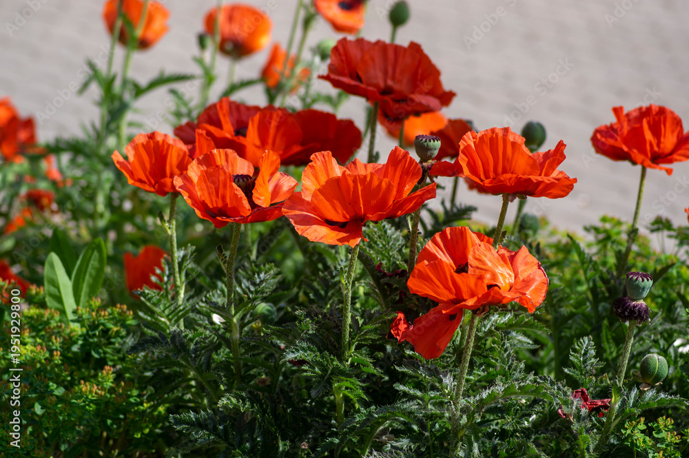 Naklejka premium Oriental poppy Papaver orientale bright red orange flowers blooming in garden flowerbed
