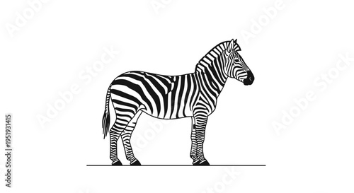 Black and white zebra standing still 1.