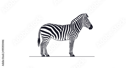 Black and white zebra standing still 2.