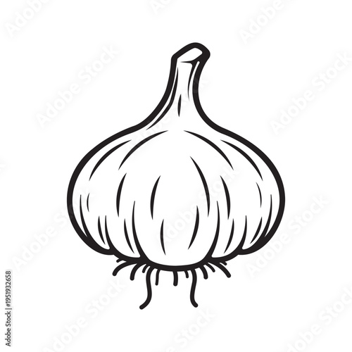 Garlic Bulb or Onion Hand Drawn Vector Illustration