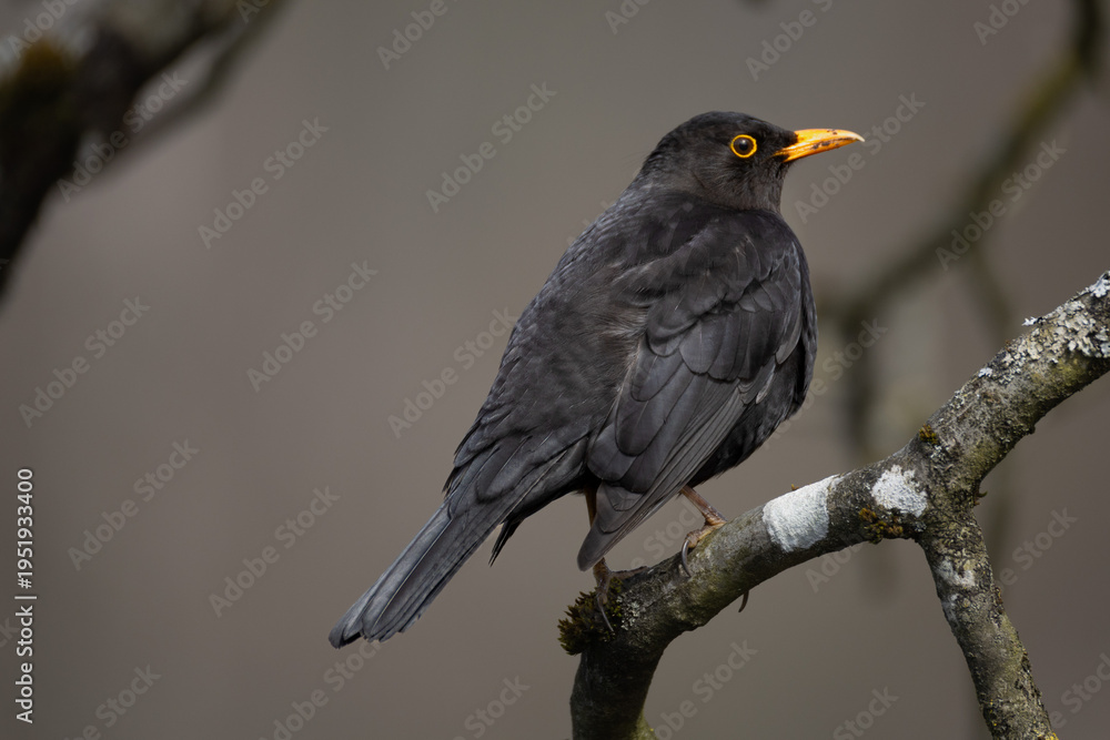 Fototapeta premium Common blackbird (Turdus merula) perched on branch with clean background and copy space