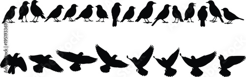 Bird silhouettes collection, perched and flying poses, wing positions, avian motion study, wildlife illustration, vector art resource