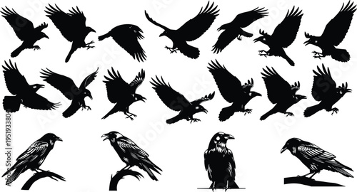 Black silhouette illustration of crows and ravens in flight and perched positions showing bird anatomy, motion, and expressive detail