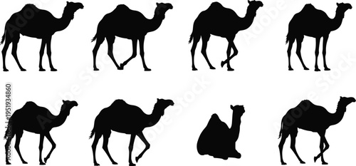   
Black silhouette illustration of seven camels in standing, walking, and sitting poses representing desert animals and motion diversity
