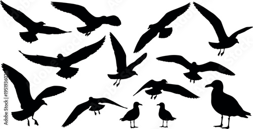  Black silhouette vector illustration of birds in flight and standing postures, diverse avian shapes, ornithology, nature, and wildlife concept