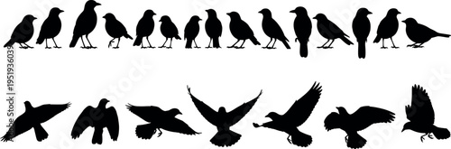 Black silhouette vector illustration of birds, perched and flying poses, diverse wing positions, avian morphology, flight dynamics, nature artwork design
