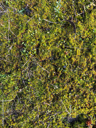 Dense green moss