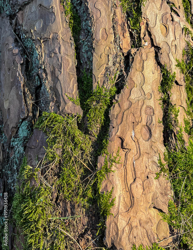 Tree bark covered with green moss