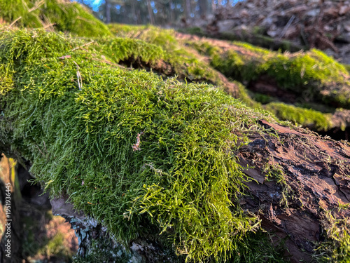 Aboveground tree roots covered with moss