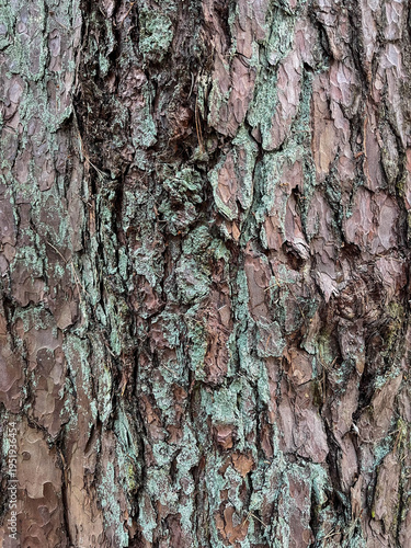 Tree bark covered with lichen