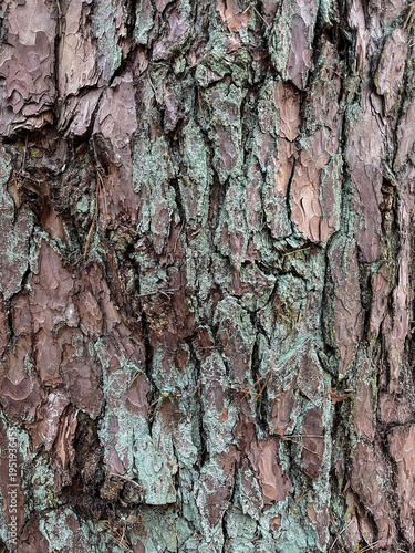 Tree bark covered with lichen