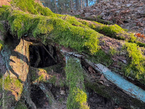 Aboveground tree roots covered with moss