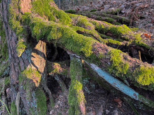 Aboveground tree roots covered with moss