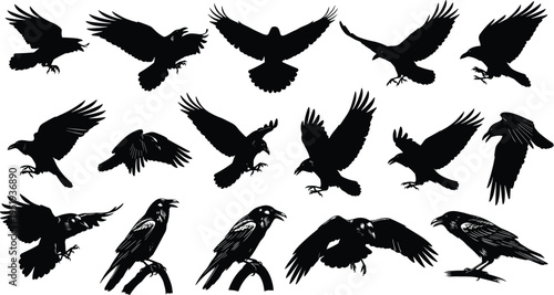 Crow silhouettes collection, perched and flying poses, wing motion, bird behavior study, avian illustration, wildlife vector art resource