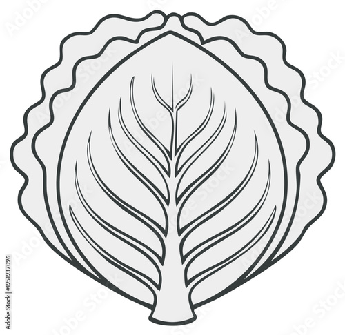 Detailed line art illustration of a halved cabbage head, showcasing internal leaf structure and texture.