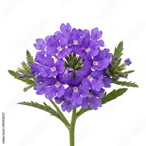 Close-up of a vibrant purple verbena flower cluster on a white background