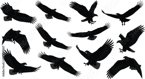 Black silhouette vector illustration, flying eagles, gliding positions, dynamic wings, bird flight, soaring movement, wildlife concept, feather details, majestic birds
