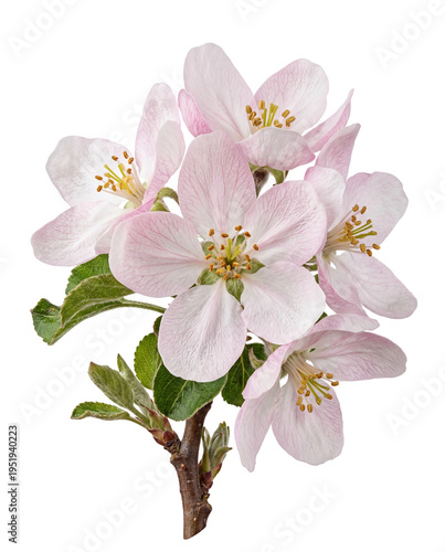 Captivating cluster of fresh apple blossoms in delicate pink and white, embodying the gentle beauty and promise of spring with a serene glow