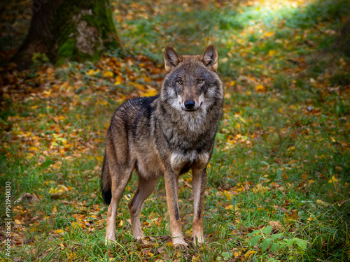 European wolf standing on a ground of dry leaves